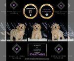 Small #1 Maltipoo
