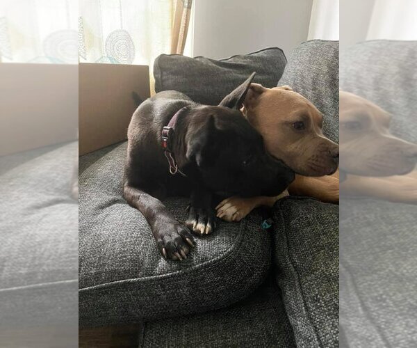 Medium Photo #8 American Pit Bull Terrier-German Shepherd Dog Mix Puppy For Sale in New York, NY, USA