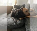 Small #7 American Pit Bull Terrier-German Shepherd Dog Mix
