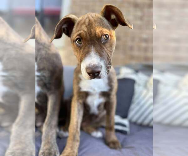 Medium Photo #2 American Staffordshire Terrier-Unknown Mix Puppy For Sale in MIDWAY, UT, USA