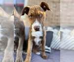 Small #1 American Staffordshire Terrier Mix