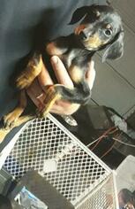 Doberman Pinscher Puppy for sale in SUISUN CITY, CA, USA