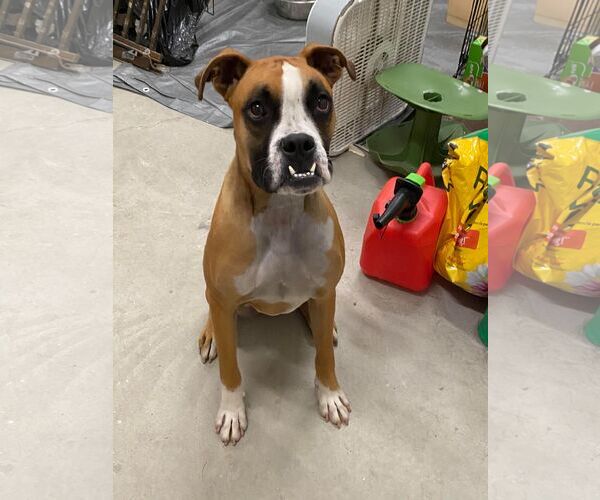 Medium Photo #23 Boxer Puppy For Sale in Burnsville, MN, USA