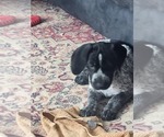 Small Photo #6 German Shorthaired Pointer Puppy For Sale in N SYRACUSE, NY, USA