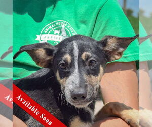 German Shepherd Dog-Unknown Mix Dogs for adoption in Huntley, IL, USA