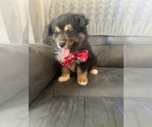 Australian Shepherd Puppy for sale in BLAND, MO, USA