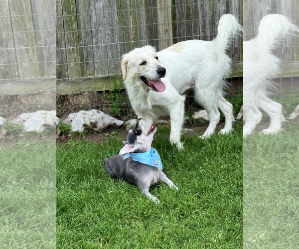 Medium Photo #2 Great Pyrenees Puppy For Sale in Spring, TX, USA