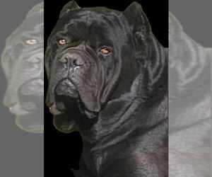 Cane Corso Puppy for sale in BLACKWELL, MO, USA