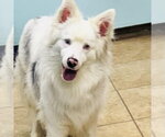 Small #4 Australian Shepherd