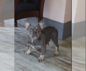 French Bulldog Puppy for sale in INDIANAPOLIS, IN, USA