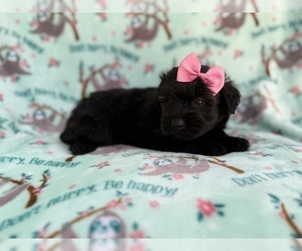 Medium Photo #3 Aussiedoodle Miniature  Puppy For Sale in LAKELAND, FL, USA