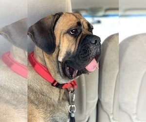 Mother of the Cane Corso puppies born on 06/19/2026