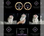 Small Photo #70 Maltese Puppy For Sale in WARSAW, IN, USA