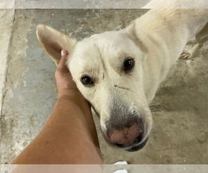 Toby GSD - Male German Shepherd Dog Dog for Adoption - Photo #15