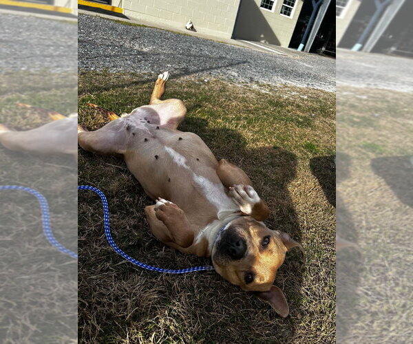 Medium Photo #4 Mutt Puppy For Sale in Abbeville, LA, USA