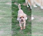 Small #4 Mutt