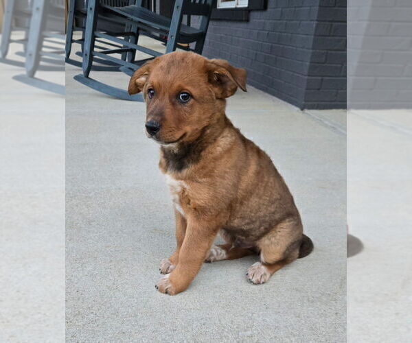 Medium Photo #5 Australian Cattle Dog Puppy For Sale in FRANKLIN, IN, USA