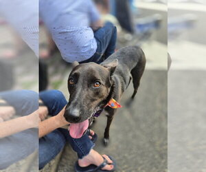Indigo - Indeed a Good Boy! - Male Mutt Dog for Adoption - Photo #5