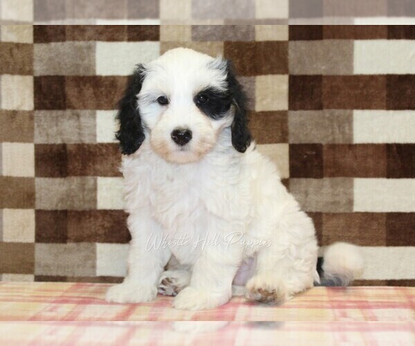 Medium Photo #1 Bernedoodle (Miniature) Puppy For Sale in DENVER, PA, USA