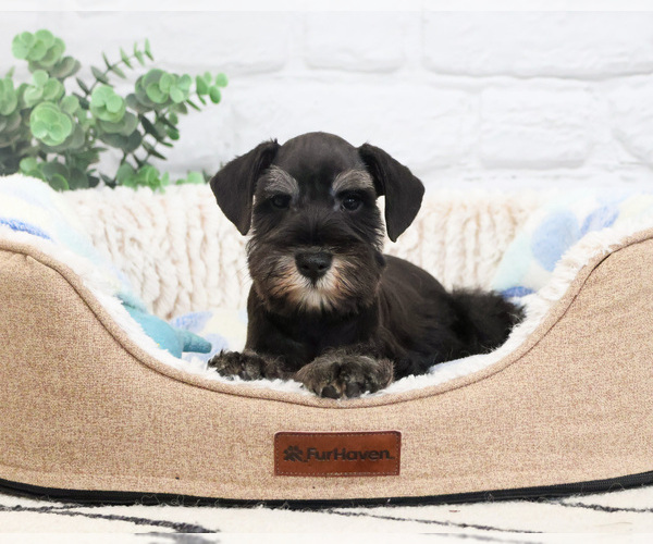 Medium Photo #3 Schnauzer (Miniature) Puppy For Sale in SYRACUSE, IN, USA