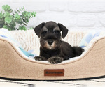 Small #2 Schnauzer (Miniature)