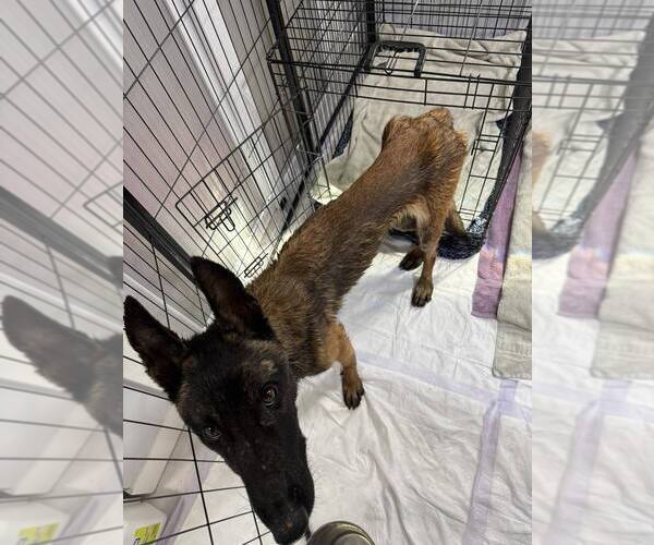 Medium Photo #2 Mutt Puppy For Sale in Imlay City, MI, USA