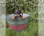 Image preview for Ad Listing. Nickname: Ronnie