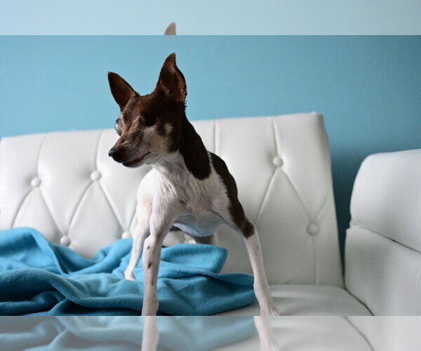 Medium Photo #5 Foxy Rat Terrier Puppy For Sale in Minneapolis, MN, USA