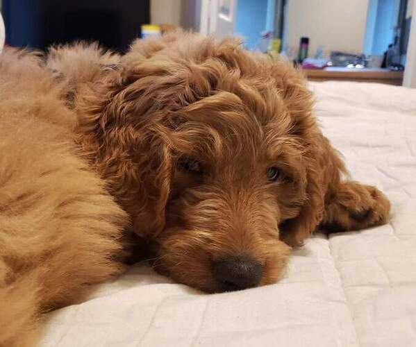 Medium Photo #1 Goldendoodle-Poodle (Standard) Mix Puppy For Sale in ROGUE RIVER, OR, USA
