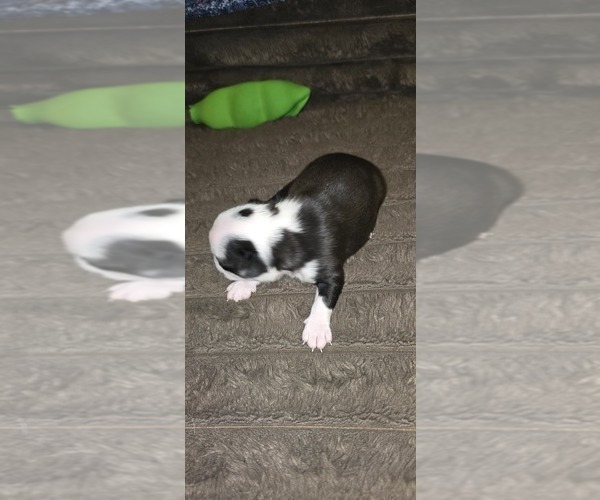 Medium Photo #5 Boston Terrier Puppy For Sale in MITCHELL, IN, USA
