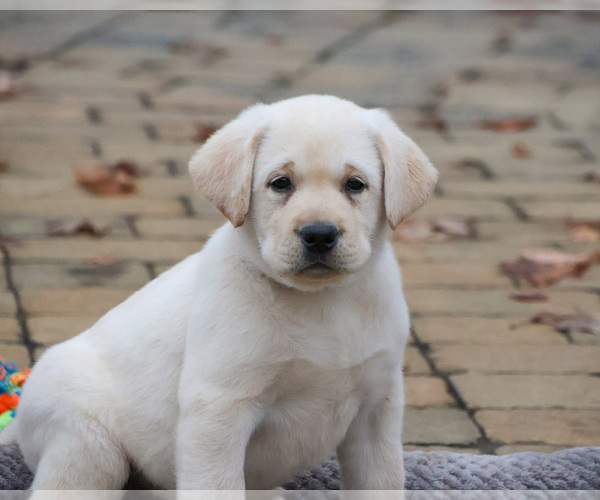 Medium Photo #5 Labrador Retriever Puppy For Sale in SYRACUSE, IN, USA