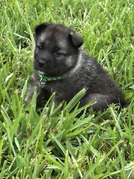 Medium Photo #1 Norwegian Elkhound Puppy For Sale in HOUSTON, TX, USA