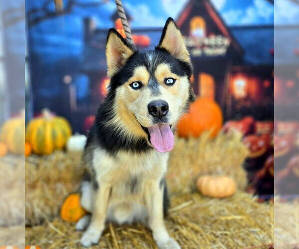 Medium Photo #1 Siberian Husky Puppy For Sale in Long Beach, CA, USA