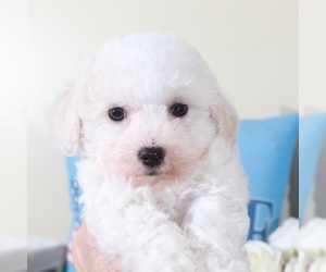 Bichon Frise Puppy for Sale in MOUNT VERNON, Ohio USA