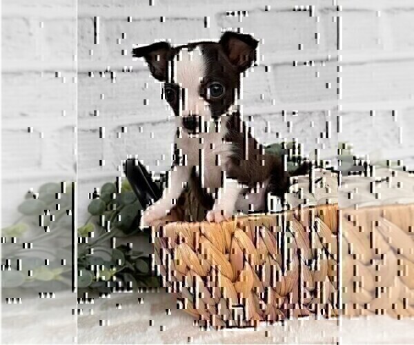 Medium Photo #14 Chihuahua Puppy For Sale in TAMPA, FL, USA