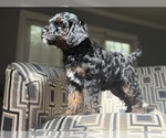 Small #2 Poodle (Toy)