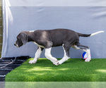 Small #3 Great Dane