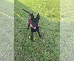 Mutt Dogs for adoption in Stevens Point, WI, USA