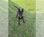 Aleida - IA - Female Mutt Dog for Adoption - Small photo