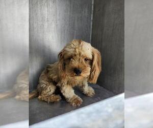 Cocker Spaniel Dogs for adoption in San Antonio, TX, USA