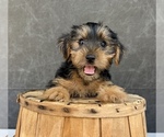 Small #4 Yorkshire Terrier