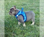 Small #5 French Bulldog