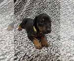 Small #1 Doberman Pinscher