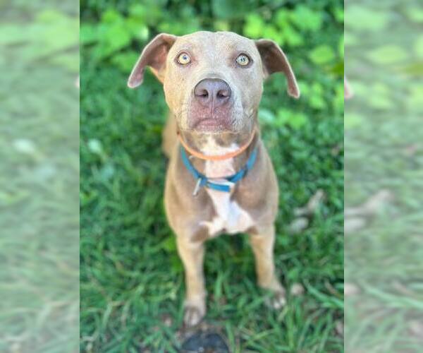 Medium Photo #1 Mutt Puppy For Sale in Clarkesville, GA, USA