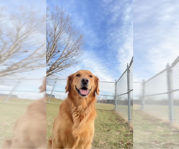 Medium Photo #1 Golden Retriever Puppy For Sale in MIDWAY, UT, USA