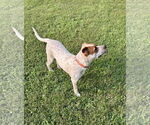 Small #6 Red Heeler Mix