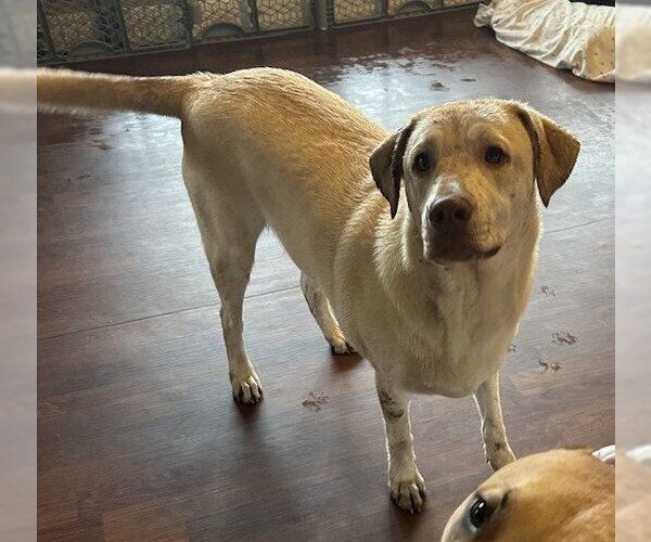 Medium Photo #3 Retriever -Unknown Mix Puppy For Sale in Wetumpka, AL, USA