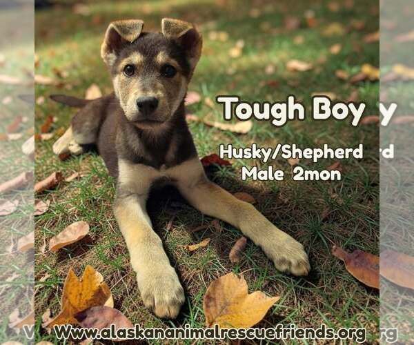 Medium Photo #1 Siberian Husky-Unknown Mix Puppy For Sale in Anchorage, AK, USA