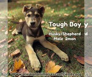Siberian Husky-Unknown Mix Dogs for adoption in Anchorage, AK, USA