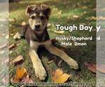 Tough Boy - Male Siberian Husky-Unknown Mix Dog for Adoption - Small photo